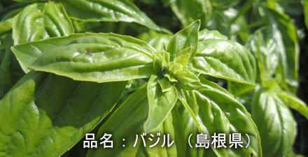 bajiru