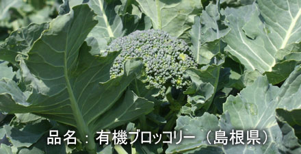burokkori