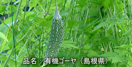 go-ya