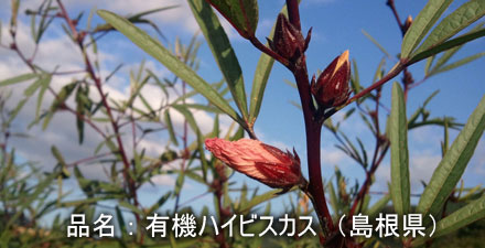 haibisukasu-hatake