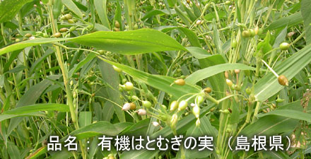 hatomuginomi