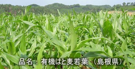 hatomugiwakaba