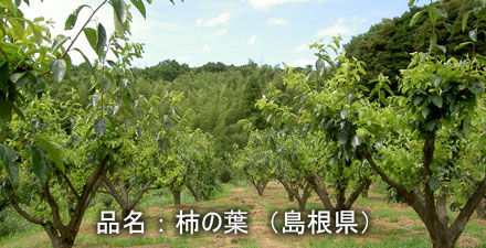 kakinoha